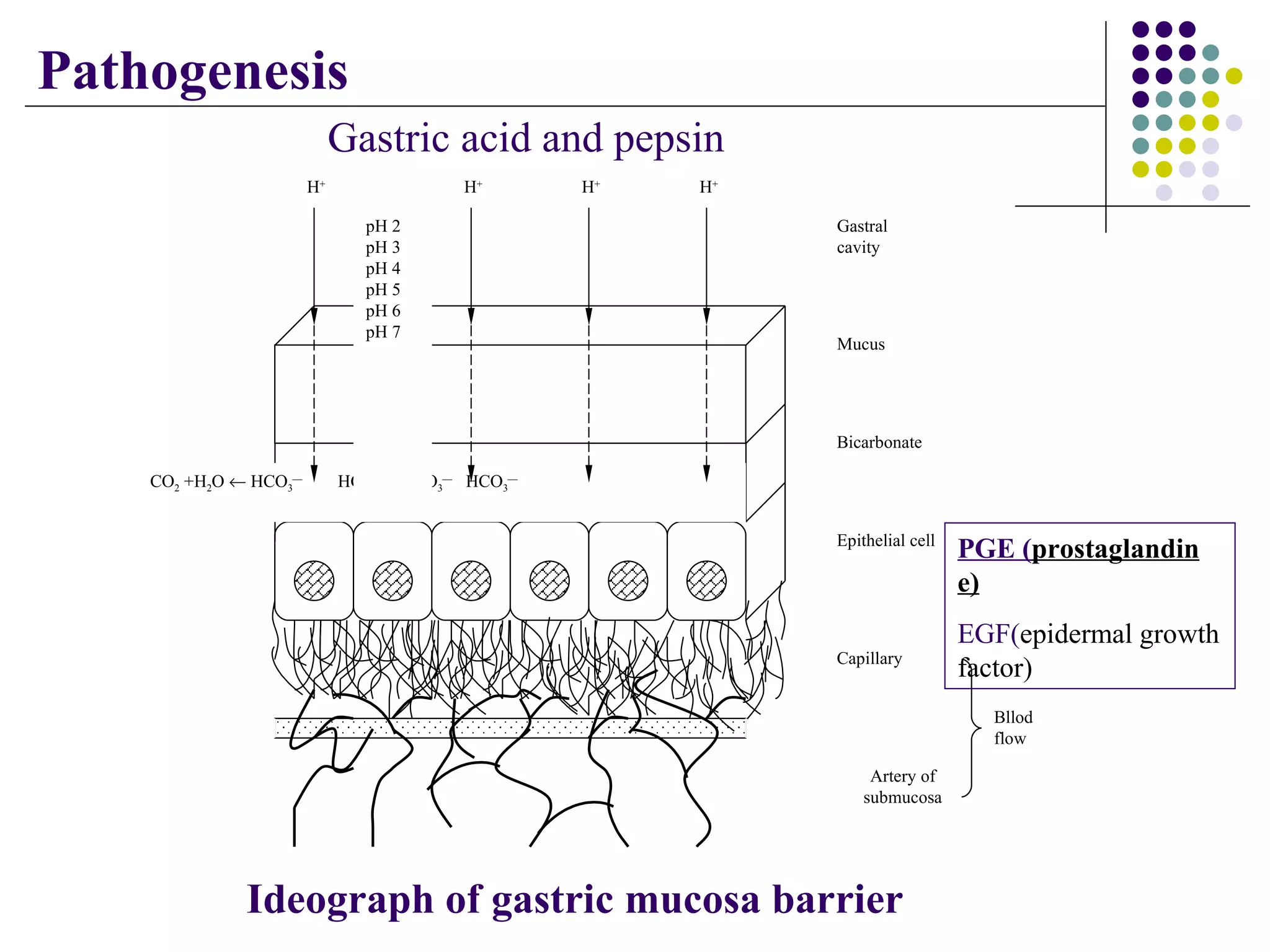 Ideograph of gastric mucosa barrier PGE ( prostaglandin e) EGF( epidermal growth factor) Gastric acid and pepsin Pathogenesis CO 2  +H 2 O    HCO 3    HCO 3    HCO 3    HCO 3  pH 2 pH 3 pH 4 pH 5 pH 6 pH 7 H + H + H + H + Mucus Bicarbonate Epithelial cell Bllod flow Capillary Artery of submucosa Gastral cavity 