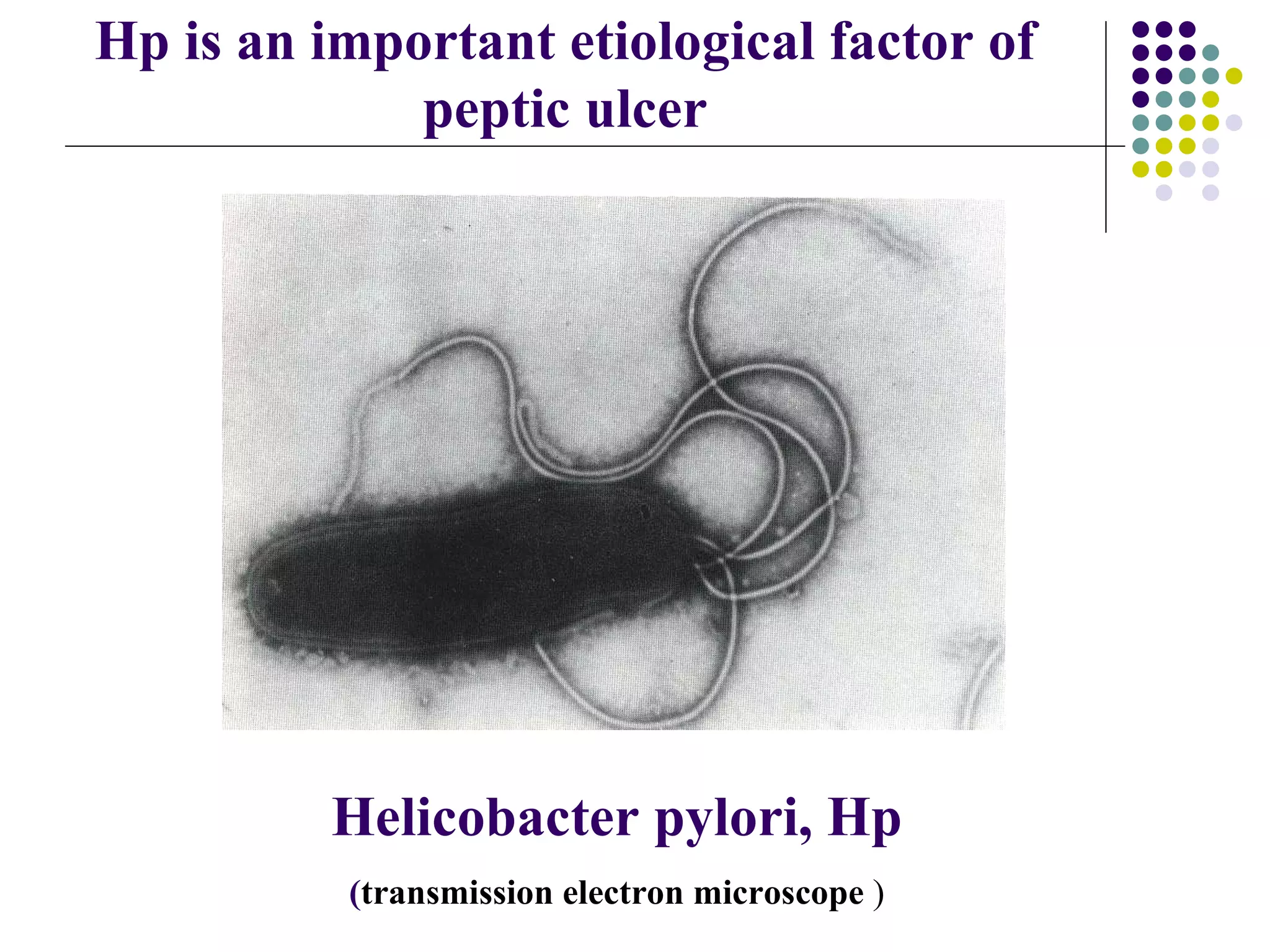 Helicobacter pylori, Hp ( transmission electron microscope  ) Hp is an important etiological factor of peptic ulcer 
