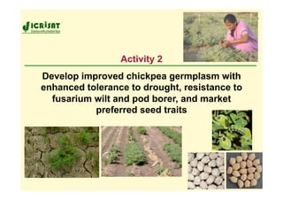 Activity 2
Develop improved chickpea germplasm with
enhanced tolerance to drought, resistance to
  fusarium wilt and pod borer, and market
           preferred seed traits
 