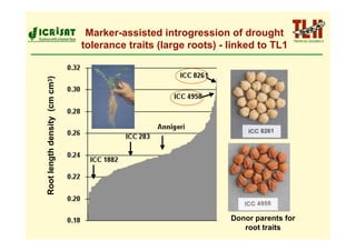 Marker-assisted introgression of drought
                               tolerance traits (large roots) - linked to TL1
Root length density (cm cm3)




                                                                Donor parents for
                                                                   root traits
 