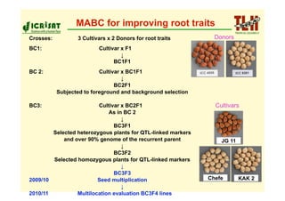 MABC for improving root traits
Crosses:          3 Cultivars x 2 Donors for root traits        Donors
BC1:                      Cultivar x F1
                                   ↓
                                BC1F1
BC 2:                      Cultivar x BC1F1
                                    ↓
                                 BC2F1
           Subjected to foreground and background selection

BC3:                     Cultivar x BC2F1                       Cultivars
                             As in BC 2
                                  ↓
                               BC3F1
        Selected heterozygous plants for QTL-linked markers
            and over 90% genome of the recurrent parent           JG 11
                                  ↓
                               BC3F2
        Selected homozygous plants for QTL-linked markers
                                  ↓
                               BC3F3
2009/10                  Seed multiplication                  Chefe       KAK 2
                                  ↓
2010/11          Multilocation evaluation BC3F4 lines
 