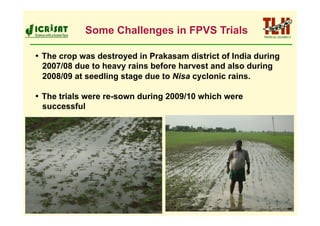 Some Challenges in FPVS Trials

•  The crop was destroyed in Prakasam district of India during
   2007/08 due to heavy rains before harvest and also during
   2008/09 at seedling stage due to Nisa cyclonic rains.

•  The trials were re-sown during 2009/10 which were
   successful
 
