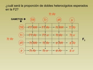 ¿cuál será la proporción de dobles heterocigotos esperados
en la F2?
                                 Tt Rr
   GAMETOS      TR       Tr              tR
                                                 tr

         TR    TT RR     TT Rr       Tt RR       Tt Rr

         Tr     TT Rr    TT rr           Tt Rr   Tt rr
Tt Rr                                                    F2
         tR     Tt RR    Tt Rr           tt RR   tt Rr

          tr    Tt Rr    Tt rr           tt Rr   tt rr
 