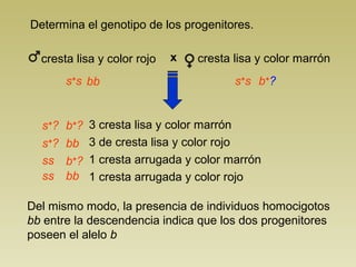 Determina el genotipo de los progenitores.

  cresta lisa y color rojo   x    cresta lisa y color marrón
        s+s bb                           s+s b+?


  s+?   b+?   3 cresta lisa y color marrón
  s+?   bb    3 de cresta lisa y color rojo
  ss    b+?   1 cresta arrugada y color marrón
  ss    bb    1 cresta arrugada y color rojo

Del mismo modo, la presencia de individuos homocigotos
bb entre la descendencia indica que los dos progenitores
poseen el alelo b
 