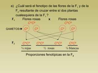 a) ¿Cuál será el fenotipo de las flores de la F1 y de la
      F2 resultante de cruzar entre sí dos plantas
      cualesquiera de la F1 ?
   F1      Flores rosas       x     Flores rosas
               CRCB                      CRCB
GAMETOS CR        CB                CR      CB



  F2     CRCR       CRCB       CRCB         CBCB
         ¼ rojas        ½ rosas           ¼ blancas

            Proporciones fenotípicas en la F2
 