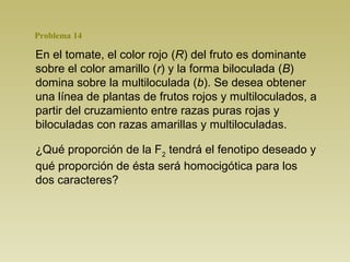 Problema 14

En el tomate, el color rojo (R) del fruto es dominante
sobre el color amarillo (r) y la forma biloculada (B)
domina sobre la multiloculada (b). Se desea obtener
una línea de plantas de frutos rojos y multiloculados, a
partir del cruzamiento entre razas puras rojas y
biloculadas con razas amarillas y multiloculadas.

¿Qué proporción de la F2 tendrá el fenotipo deseado y
qué proporción de ésta será homocigótica para los
dos caracteres?
 