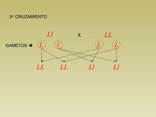 3er CRUZAMIENTO



                   Ll            x            LL
GAMETOS    L           l                 L        L


            LL              LL       Ll            Ll
 