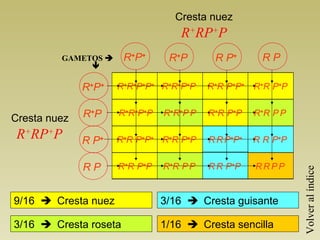 Cresta nuez
                                      R+RP+P
         GAMETOS      R+P+       R+P          R P+        RP
              

              R+P+   R+R+P+P+ R+R+P+P         R+R P+P+   R+R P+P


Cresta nuez   R+P    R+R+P+P     R + R +P P   R+R P+P    R +R P P

 R+RP+P       R P+   R+R P+P+ R+R P+P         R R P+P+   R R P+P


              RP     R +R P +P   R +R P P     R R P +P   RRPP




                                                                    Volver al índice
9/16  Cresta nuez               3/16  Cresta guisante

3/16  Cresta roseta             1/16  Cresta sencilla
 