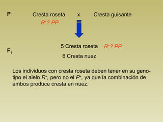 P            Cresta roseta     x      Cresta guisante
                R+? PP



                        5 Cresta roseta   R+? PP
F1
                         6 Cresta nuez

     Los individuos con cresta roseta deben tener en su geno-
     tipo el alelo R+, pero no el P+, ya que la combinación de
     ambos produce cresta en nuez.
 