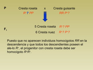 P           Cresta roseta     x     Cresta guisante
               R+? PP                   RR P+?



                       5 Cresta roseta   R+? PP
F1
                        6 Cresta nuez    R+? P+?

     Puesto que no aparecen individuos homocigotos RR en la
     descendencia y que todos los descendientes poseen el
     ale-lo R+, el progenitor con cresta roseta debe ser
     homocigoto R+R+.
 