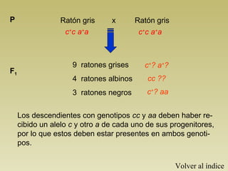 P                Ratón gris      x       Ratón gris
                  c+c a+a                 c+c a+a



                     9 ratones grises      c+? a+?
F1
                     4 ratones albinos      cc ??
                     3 ratones negros       c+? aa


     Los descendientes con genotipos cc y aa deben haber re-
     cibido un alelo c y otro a de cada uno de sus progenitores,
     por lo que estos deben estar presentes en ambos genoti-
     pos.


                                                      Volver al índice
 