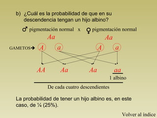 b) ¿Cuál es la probabilidad de que en su 
descendencia tengan un hijo albino? 
pigmentación normal x pigmentación normal 
Aa Aa 
A a A a 
AA Aa Aa aa 
1 albino 
De cada cuatro descendientes 
GAMETOS 
La probabilidad de tener un hijo albino es, en este 
caso, de ¼ (25%). 
Volver al índice 
 