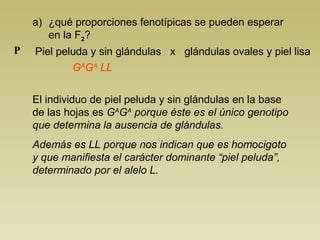 a) ¿qué proporciones fenotípicas se pueden esperar 
en la F2? 
Piel peluda y sin glándulas x glándulas P ovales y piel lisa 
GAGA LL 
El individuo de piel peluda y sin glándulas en la base 
de las hojas es GAGA porque éste es el único genotipo 
que determina la ausencia de glándulas. 
Además es LL porque nos indican que es homocigoto 
y que manifiesta el carácter dominante “piel peluda”, 
determinado por el alelo L. 
 