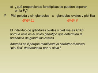 a) ¿qué proporciones fenotípicas se pueden esperar 
en la F2? 
Piel peluda y sin glándulas x glándulas P ovales y piel lisa 
GAGA LL 
GOGO ll 
El individuo de glándulas ovales y piel lisa es GOGO 
porque éste es el único genotipo que determina la 
presencia de glándulas ovales. 
Además es ll porque manifiesta el carácter recesivo 
“piel lisa” determinado por el alelo l. 
 