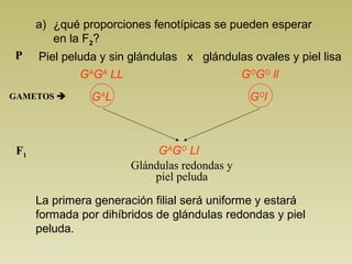 a) ¿qué proporciones fenotípicas se pueden esperar 
en la F2? 
Piel peluda y sin glándulas x glándulas P ovales y piel lisa 
GAGA LL GOGO ll 
GAMETOS  GAL GOl 
F1 GAGO Ll 
Glándulas redondas y 
piel peluda 
La primera generación filial será uniforme y estará 
formada por dihíbridos de glándulas redondas y piel 
peluda. 
 
