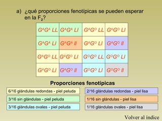 a) ¿qué proporciones fenotípicas se pueden esperar 
en la F2? 
GAGA LL 
GAGA Ll 
GAGO LL 
GAGO Ll 
GAGA Ll 
GAGA ll 
GAGO Ll 
GAGO ll 
GAGO LL 
GAGO Ll 
GOGO LL 
GOGO Ll 
GAGO Ll 
GAGO ll 
GOGO Ll 
GOGO ll 
Proporciones fenotípicas 
6/16 glándulas redondas - piel peluda 
3/16 sin glándulas - piel peluda 
3/16 glándulas ovales - piel peluda 
2/16 glándulas redondas - piel lisa 
1/16 sin glándulas - piel lisa 
1/16 glándulas ovales - piel lisa 
Volver al índice 
 