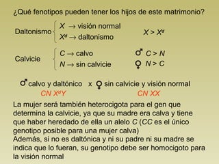 ¿Qué fenotipos pueden tener los hijos de este matrimonio? 
Daltonismo 
X ® visión normal 
Xd ® daltonismo 
Calvicie 
C ® calvo 
N ® sin calvicie 
X > Xd 
C > N 
N > C 
calvo y daltónico x sin calvicie y visión normal 
CN 
XdY CN XX 
La mujer será también heterocigota para el gen que 
determina la calvicie, ya que su madre era calva y tiene 
que haber heredado de ella un alelo C (CC es el único 
genotipo posible para una mujer calva) 
Además, si no es daltónica y ni su padre ni su madre se 
indica que lo fueran, su genotipo debe ser homocigoto para 
la visión normal 
 