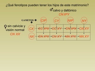 ¿Qué fenotipos pueden tener los hijos de este matrimonio? 
calvo y daltónico 
CN XdY 
CXd CY NXd NY 
GAMETOS  
 
CX 
NX 
CC XdX 
CN XdX 
CC XY 
CN XY 
CN XdX 
NN XdX 
CN XY 
NN XY 
sin calvicie y 
visión normal 
CN XX 
 