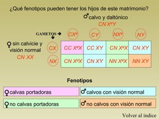 ¿Qué fenotipos pueden tener los hijos de este matrimonio? 
calvo y daltónico 
CN XdY 
CXd CY NXd NY 
GAMETOS  
 
CX 
NX 
CC XdX 
CN XdX 
CC XY 
CN XY 
CN XdX 
NN XdX 
CN XY 
NN XY 
CN XX 
Fenotipos 
calvas portadoras 
no calvas portadoras 
calvos con visión normal 
no calvos con visión normal 
Volver al índice 
sin calvicie y 
visión normal 
 