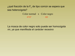 ¿qué fracción de la F2 de tipo común se espera que 
sea heterocigota? 
Color normal x Color negro 
n+n+ nn 
La mosca de color negro solo puede ser homocigota 
nn, ya que manifiesta el carácter recesivo 
 