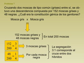 Cruzando dos moscas de tipo común (grises) entre sí, se ob-tuvo 
una descendencia compuesta por 152 moscas grises y 
48 negras. ¿Cuál era la constitución génica de los genitores? 
La segregación 
3:1 corresponde al 
cruce entre dos 
híbridos 
Mosca gris x Mosca gris 
152 moscas grises y 
48 moscas negras En total 200 moscas 
152 » 3 
3 moscas grises 
1 
4 
48 » 
200 
4 
200 
Por cada mosca 
negra 
Problema 7 
 