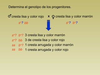 Determina el genotipo de los progenitores. 
cresta lisa y color rojo x cresta lisa y color marrón 
s+? s+? 
3 cresta lisa y color marrón 
3 de cresta lisa y color rojo 
1 cresta arrugada y color marrón 
1 cresta arrugada y color rojo 
s+? 
s+? 
b+? 
b+? 
ss b+? 
ss 
bb 
bb 
bb 
 