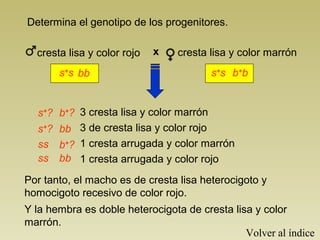 Determina el genotipo de los progenitores. 
cresta lisa y color rojo x cresta lisa y color marrón 
s+s s+s 
b+b 
bb 
3 cresta lisa y color marrón 
3 de cresta lisa y color rojo 
1 cresta arrugada y color marrón 
1 cresta arrugada y color rojo 
s+? 
s+? 
b+? 
bb 
ss b+? 
ss 
bb 
Por tanto, el macho es de cresta lisa heterocigoto y 
homocigoto recesivo de color rojo. 
Y la hembra es doble heterocigota de cresta lisa y color 
marrón. 
Volver al índice 
 