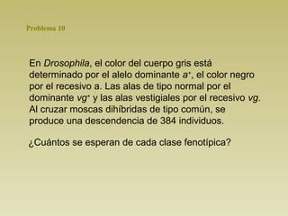 Problema 10 
En Drosophila, el color del cuerpo gris está 
determinado por el alelo dominante a+, el color negro 
por el recesivo a. Las alas de tipo normal por el 
dominante vg+ y las alas vestigiales por el recesivo vg. 
Al cruzar moscas dihíbridas de tipo común, se 
produce una descendencia de 384 individuos. 
¿Cuántos se esperan de cada clase fenotípica? 
 