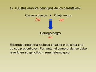 a) ¿Cuáles eran los genotipos de los parentales? 
Carnero blanco x Oveja negra 
Nn nn 
Borrego negro 
nn 
El borrego negro ha recibido un alelo n de cada uno 
de sus progenitores. Por tanto, el carnero blanco debe 
tenerlo en su genotipo y será heterocigoto. 
 