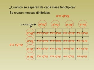 ¿Cuántos se esperan de cada clase fenotípica? 
GAMETOS  
 
a+vg+ 
a+a+vg+vg+ 
a+a vg+vg 
a+a vg+vg 
a+vg a vg+ 
a+vg+ 
a+vg 
a vg+ 
a vg 
a vg 
a+a+vg+vg 
a+a vg+vg+ 
a+a vg+vg 
a+a+vg+vg 
a+a+vg vg 
a+a vg+vg 
a+a vg vg 
a+a vg+vg+ 
a+a vg+vg 
a a vg+vg+ 
a a vg+vg 
a+a vg+vg 
a+a vg vg 
a a vg+vg 
a a vg vg 
Se cruzan moscas dihíbridas 
 