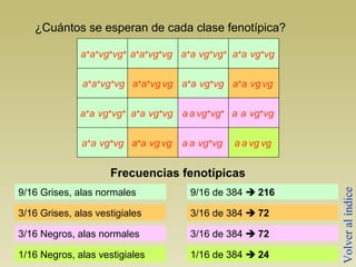 ¿Cuántos se esperan de cada clase fenotípica? 
a+a+vg+vg+ 
a+a+vg+vg 
a+a vg+vg+ 
a+a vg+vg 
a+a+vg+vg 
a+a+vg vg 
a+a vg+vg 
a+a vg vg 
a+a vg+vg+ 
a+a vg+vg 
a a vg+vg+ 
a a vg+vg 
a+a vg+vg 
a+a vg vg 
a a vg+vg 
a a vg vg 
Frecuencias fenotípicas 
9/16 Grises, alas normales 
3/16 Grises, alas vestigiales 
3/16 Negros, alas normales 
1/16 Negros, alas vestigiales 
9/16 de 384  216 
3/16 de 384  72 
3/16 de 384  72 
1/16 de 384  24 
Volver al índice 
 