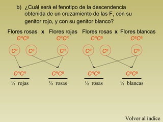 b) ¿Cuál será el fenotipo de la descendencia 
obtenida de un cruzamiento de las F1 con su 
genitor rojo, y con su genitor blanco? 
CRCB CRCR 
CR CB CR 
CRCR CRCB 
½ rojas ½ rosas 
Flores blancas 
CRCB CBCB 
CR CB CB 
CRCB CBCB 
½ rosas ½ blancas 
Volver al índice 
Flores rosas x Flores rojas Flores rosas x 
 