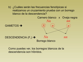 b) ¿Cuáles serán las frecuencias fenotípicas si 
realizamos un cruzamiento prueba con un borrego 
blanco de la descendencia? 
Carnero blanco x Oveja negra 
Nn nn 
GAMETOS  N n n 
DESCENDENCIA (F1)  Nn nn 
Borrego blanco 
Como puedes ver, los borregos blancos de la 
descendencia son híbridos. 
 
