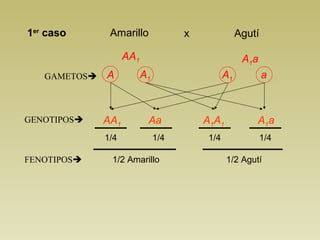 1er caso Amarillo x Agutí 
AA A1a 1 
GAMETOS A A1 a 
AA1 A1A1 Aa A1a 
1/4 1/4 1/4 1/4 
FENOTIPOS 
A1 
GENOTIPOS 
1/2 Amarillo 1/2 Agutí 
 