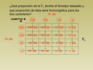 ¿Qué proporción de la F2 tendrá el fenotipo deseado y 
qué proporción de ésta será homocigótica para los 
dos caracteres? 
GAMETOS  
 
RB Rb rB rb 
RR BB 
Rr Bb 
RR Bb 
Rr BB 
Rr Bb 
RR Bb 
RR bb 
Rr Bb 
Rr bb 
Rr BB 
Rr Bb 
rr BB 
rr Bb 
Rr Bb 
Rr bb 
rr Bb 
rr bb 
RB 
Rb 
rB 
rb 
Rr Bb F2 
 