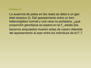 Problema 15 
La ausencia de patas en las reses se debe a un gen 
letal recesivo (l). Del apareamiento entre un toro 
heterocigótico normal y una vaca no portadora, ¿qué 
proporción genotípica se espera en la F2 adulta (los 
becerros amputados mueren antes de nacer) obtenida 
del apareamiento al azar entre los individuos de la F1? 
 