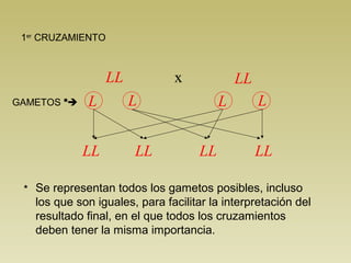 1er CRUZAMIENTO 
LL x 
LL 
L L L L 
LL LL LL LL 
GAMETOS * 
 
* Se representan todos los gametos posibles, incluso 
los que son iguales, para facilitar la interpretación del 
resultado final, en el que todos los cruzamientos 
deben tener la misma importancia. 
 