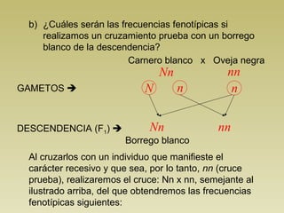 b) ¿Cuáles serán las frecuencias fenotípicas si 
realizamos un cruzamiento prueba con un borrego 
blanco de la descendencia? 
Carnero blanco x Oveja negra 
Nn nn 
GAMETOS  N n n 
DESCENDENCIA (F1)  Nn nn 
Borrego blanco 
Al cruzarlos con un individuo que manifieste el 
carácter recesivo y que sea, por lo tanto, nn (cruce 
prueba), realizaremos el cruce: Nn x nn, semejante al 
ilustrado arriba, del que obtendremos las frecuencias 
fenotípicas siguientes: 
 