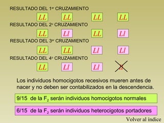 RESULTADO DEL 1er CRUZAMIENTO 
LL LL LL LL 
RESULTADO DEL 2o CRUZAMIENTO 
LL Ll LL Ll 
RESULTADO DEL 4o CRUZAMIENTO 
LL Ll Ll ll 
Los individuos homocigotos recesivos mueren antes de 
nacer y no deben ser contabilizados en la descendencia. 
9/15 de la F2 serán individuos homocigotos normales 
6/15 de la F2 serán individuos heterocigotos portadores 
Volver al índice 
RESULTADO DEL 3er CRUZAMIENTO 
LL LL Ll Ll 
 