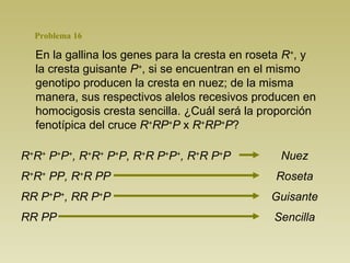 Problema 16 
En la gallina los genes para la cresta en roseta R+, y 
la cresta guisante P+, si se encuentran en el mismo 
genotipo producen la cresta en nuez; de la misma 
manera, sus respectivos alelos recesivos producen en 
homocigosis cresta sencilla. ¿Cuál será la proporción 
fenotípica del cruce R+RP+P x R+RP+P? 
R+R+ P+P+, R+R+ P+P, R+R P+P+, R+R P+P 
R+R+ PP, R+R PP 
RR P+P+, RR P+P 
RR PP 
Nuez 
Roseta 
Guisante 
Sencilla 
 