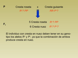 Cresta roseta x Cresta P guisante 
R+? PP RR P+? 
5 Cresta roseta 
6 Cresta nuez 
F1 
R+? PP 
R+? P+? 
El individuo con cresta en nuez deben tener en su geno-tipo 
los alelos R+ y P+, ya que la combinación de ambos 
produce cresta en nuez. 
 