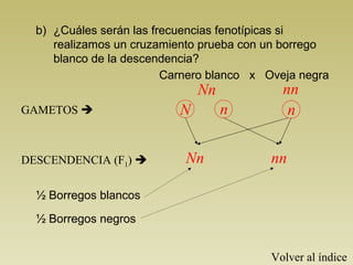 b) ¿Cuáles serán las frecuencias fenotípicas si 
realizamos un cruzamiento prueba con un borrego 
blanco de la descendencia? 
Carnero blanco x Oveja negra 
Nn nn 
GAMETOS  N n n 
DESCENDENCIA (F1)  Nn nn 
½ Borregos blancos 
½ Borregos negros 
Volver al índice 
 