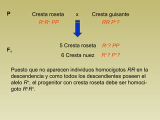 Cresta roseta x Cresta P guisante 
R+R+ PP RR P+? 
5 Cresta roseta 
6 Cresta nuez 
F1 
R+? PP 
R+? P+? 
Puesto que no aparecen individuos homocigotos RR en la 
descendencia y como todos los descendientes poseen el 
alelo R+, el progenitor con cresta roseta debe ser homoci-goto 
R+R+. 
 