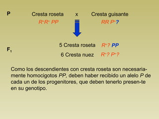 Cresta roseta x Cresta P guisante 
R+R+ PP RR P+? 
5 Cresta roseta 
6 Cresta nuez 
F1 
R+? PP 
R+? P+? 
Como los descendientes con cresta roseta son necesaria-mente 
homocigotos PP, deben haber recibido un alelo P de 
cada un de los progenitores, que deben tenerlo presen-te 
en su genotipo. 
 