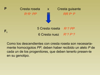 Cresta roseta x Cresta P guisante 
R+R+ PP RR P+ P 
5 Cresta roseta 
6 Cresta nuez 
F1 
R+? PP 
R+? P+? 
Como los descendientes con cresta roseta son necesaria-mente 
homocigotos PP, deben haber recibido un alelo P de 
cada un de los progenitores, que deben tenerlo presen-te 
en su genotipo. 
 
