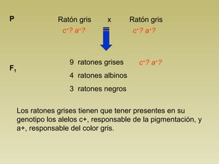 Ratón gris x P Ratón gris 
c+? a+? 
9 ratones grises 
4 ratones albinos 
3 ratones negros 
F1 
c+? a+? 
c+? a+? 
Los ratones grises tienen que tener presentes en su 
genotipo los alelos c+, responsable de la pigmentación, y 
a+, responsable del color gris. 
 