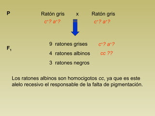 Ratón gris x P Ratón gris 
c+? a+? 
9 ratones grises 
4 ratones albinos 
3 ratones negros 
F1 
c+? a+? 
c+? a+? 
cc ?? 
Los ratones albinos son homocigotos cc, ya que es este 
alelo recesivo el responsable de la falta de pigmentación. 
 