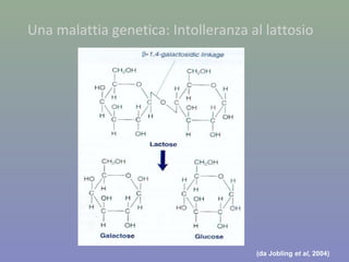 Una malattia genetica: Intolleranza al lattosio
(da Jobling et al, 2004)
 