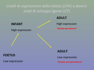 FOETUS
Low expression
INFANT
High expression
ADULT
High expression
“lactase persistence”
ADULT
Low expression
“lactase non-persistence”
Livelli di espressione della lattasi (LPH) a diversi
stadi di sviluppo (gene LCT)
 
