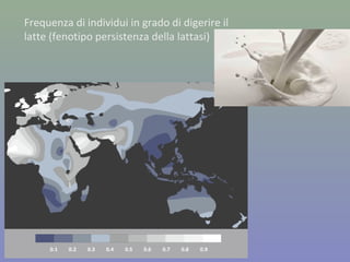 Frequenza di individui in grado di digerire il
latte (fenotipo persistenza della lattasi)
 